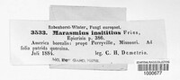 Marasmius insititius image